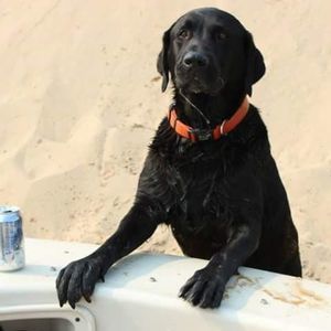 Meet your Posher, Noreen